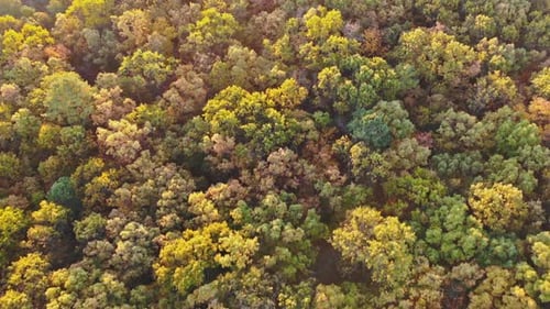 Luftaufnahme über die Landschaft des Laubwaldes des Herbstwaldes aus der Höhe