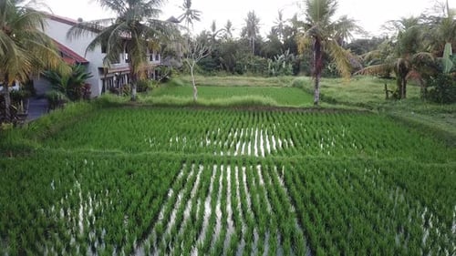 Lush Green Rice Paddy Field and Tropical Palms