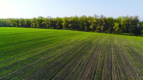 Flight Over a Field with Green Grass