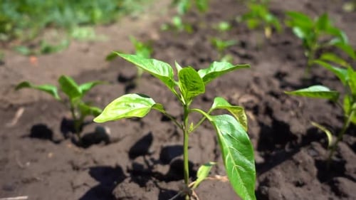 Pepper Plants Growing in a Rural Farm Field