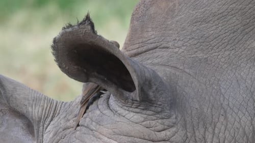Pique-bœuf à bec jaune assis sur la tête d'un rhinocéros