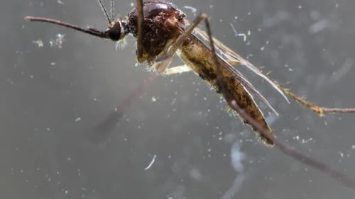 Mosquito Analysis