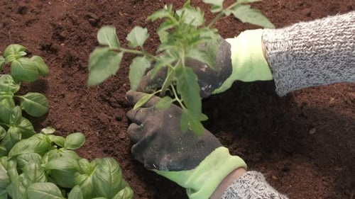 Farmer Planting Seedling Plant Tree Vegetable