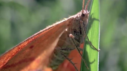 Close Up Macro of Moth on Leaf