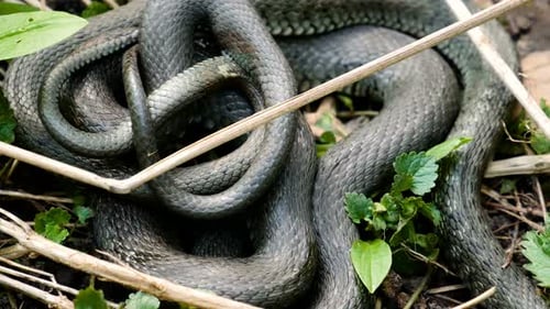 Grass Snakes Coiled Together on the Ground