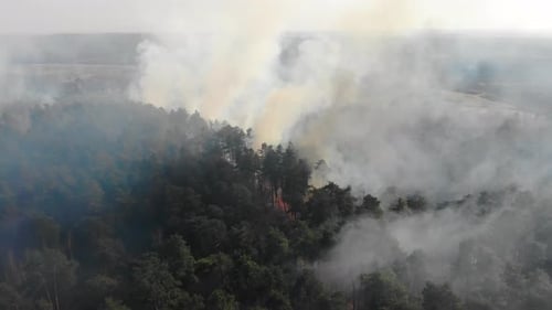 View From the Top of the Forest That Is Burning. A Fire That Burns in a Dry Forest on a Sunny Day