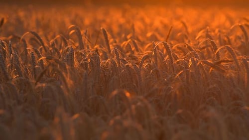Wheat Field Glowing in the Evening Light