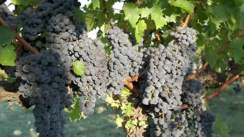 Red ripe vine grapes in vineyard. Red wine, winery grapevine.