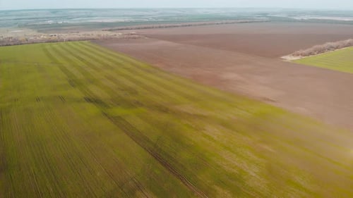 Aerial View of the Agricultural Green Field with Row Lines.