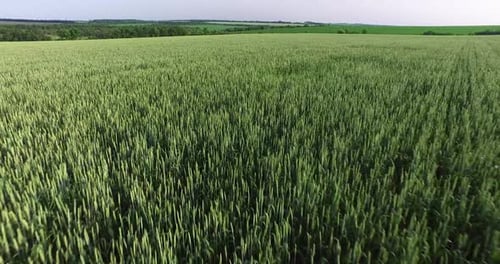 Green Field and Cloudy Sky. Overhead Shot