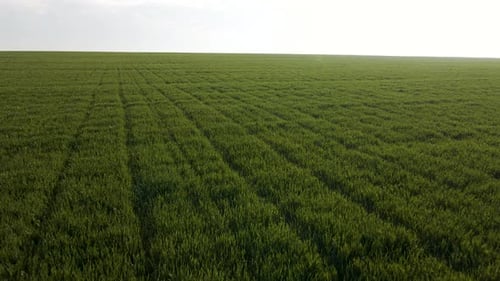 Bird View of Green Wheat Fields at Sunny Morning