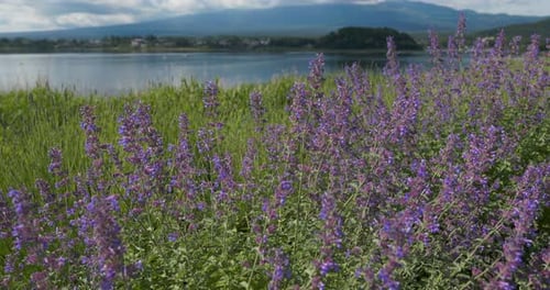 Beautiful Lavender field in the garden