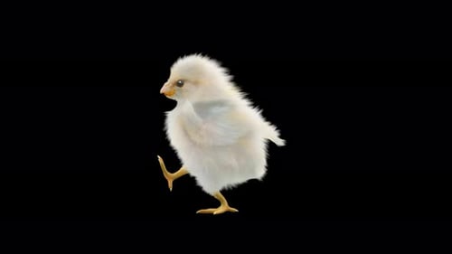 Fluffy White Chick Walks Seamlessly on Transparent Background