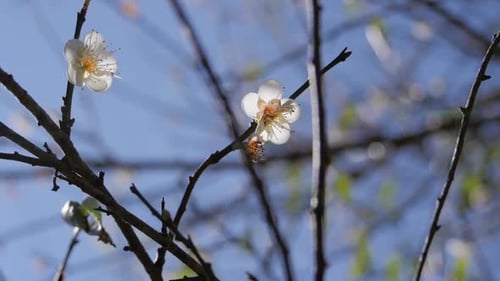 White Flower In Spring
