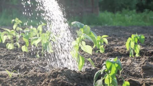 Slow Motion Watering Seedling Tomato in the Garden