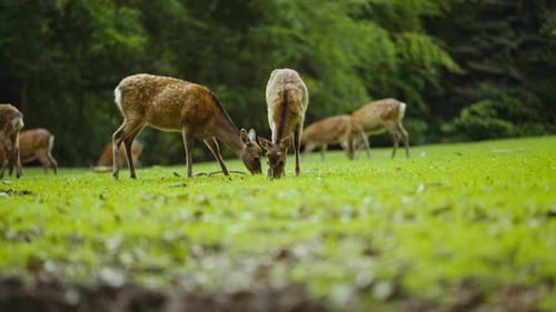 Young Deer Grazing On Grass Together In Forest Clearing