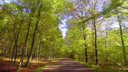 Fahrt auf Asphaltstraße durch den Herbstwald in Polen