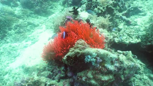 Clownfish Hiding Among Red Anemone in Coral Reef