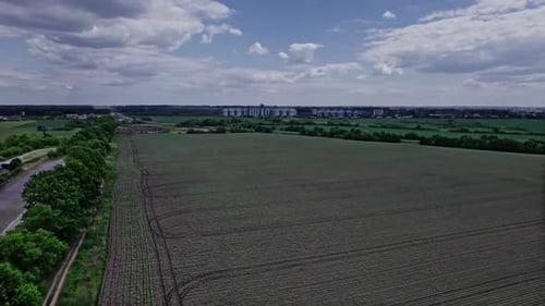 Drone Flies Over Green Agriculture Corn Field