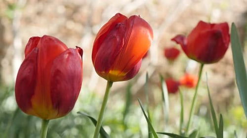 Beautiful Tulipa gesneriana flower in the garden 4K 2160 30fps UltraHD footage - Didier tulip lily