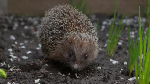 Hedgehog In Garden