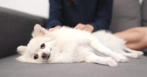 Relaxing Dog Being Petted on Grey Couch