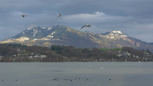 Seagulls flying over the lake Lucerne, Switzerland