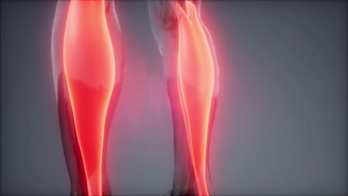 3D Animated Human Calf Muscles with Glowing Red Pain