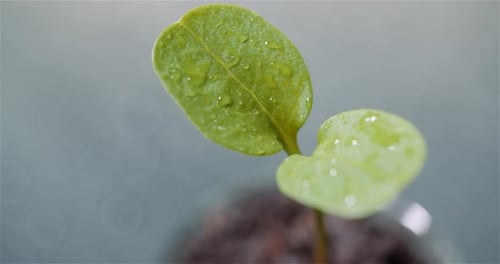 Agriculture Concept - Junge Pflanze rotiert auf schwarzem Hintergrund