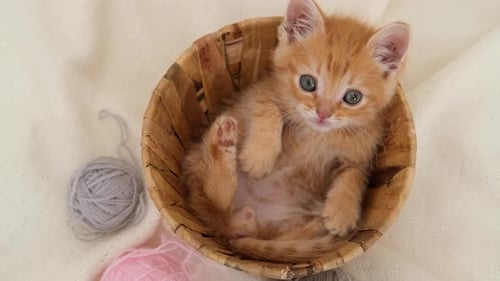 Ginger Kitten Sitting Comfortably in a Basket