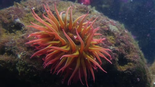 Sea Anemone Waving in the Ocean Current