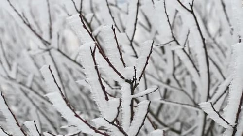 Detail Kreis Pan Shot gefrorene Zweige Schnee Winter Kälte Nahaufnahme