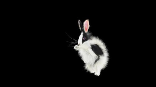 Rabbit Dancing HD