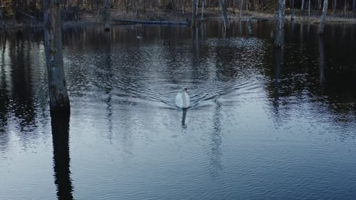 White Swan on Rippled Lake