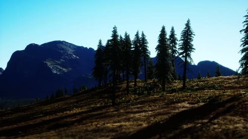 Trees on Meadow Between Hillsides with Conifer Forest