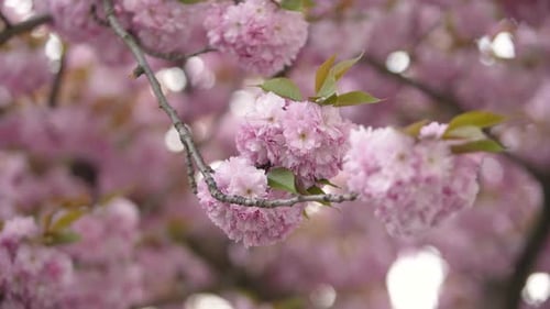 Japanese Cherry Blossom 12