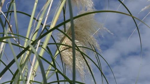 Pampas Grass Waving in the Sunlight