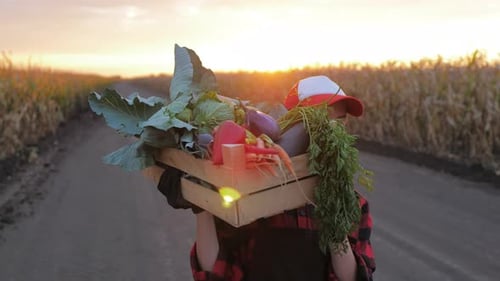 Person Carries Vegetable Crate on Rural Farm Road
