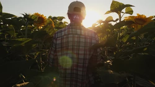 Woman Agronomist Inspects Sunflower Growth in the Field
