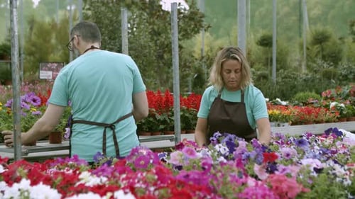 Gardeners Tending Flowers in a Vibrant Greenhouse