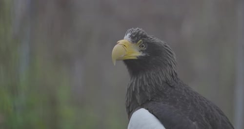 Stellers Seeadler Haliaeetus Pelagicus