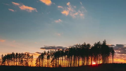 Sunset In Pine Forest