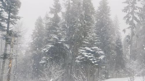Falling Snow Between Pine Trees During Heavy Snowfall in Winter Dense Forest on Cold Evening