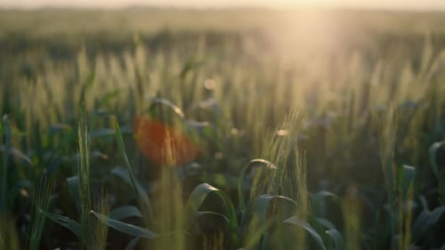 Soft Sunset Wheat Field Summer Time Closeup