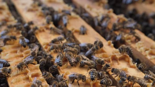 Eine Kolonie von Bienenschwärmen im Bienenstock