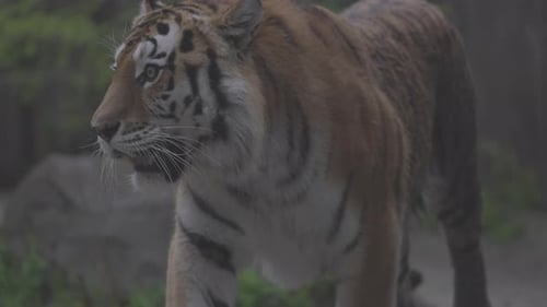Tigre en un paseo