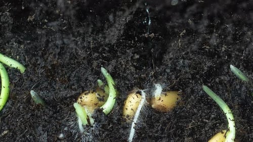Wheat Seeds Germinating and Sprouting in Soil