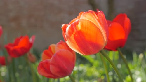 Red tulipa flowers in the garden 4K 2160p 30fps UHD footage - Tulip plant slow moving on the wind sp
