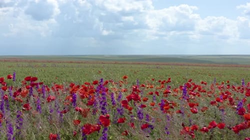 Field of red wild poppy flowers. Red poppy flowers blooming in green spring wheat field.