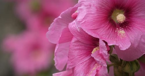 Alcea, commonly known as the hollyhocks